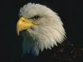 Aigle 015